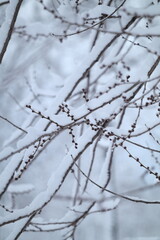 branches covered with snow