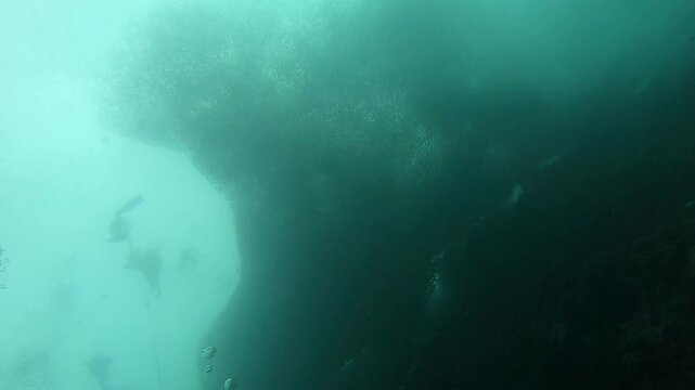 A huge school of fish is moving at Napaling Reef in Panglao Island, Philippines.