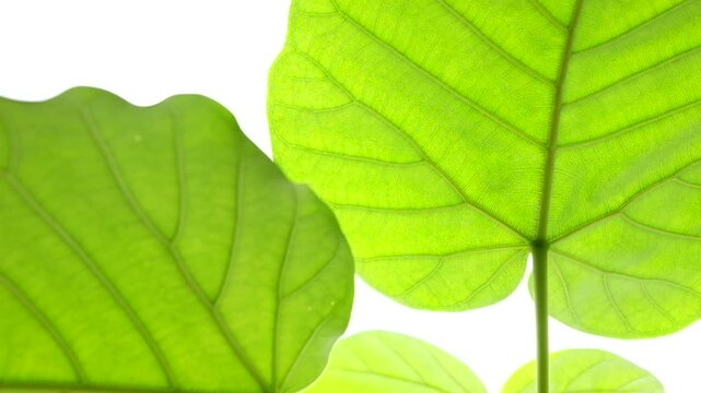 明るい自然光を受けて葉脈がきれいに透けて見えるウンベラータの若い葉_24p_hs
