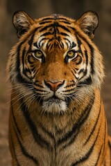 Obraz premium Close-Up Portrait of Bengal Tiger with Intense Eyes
