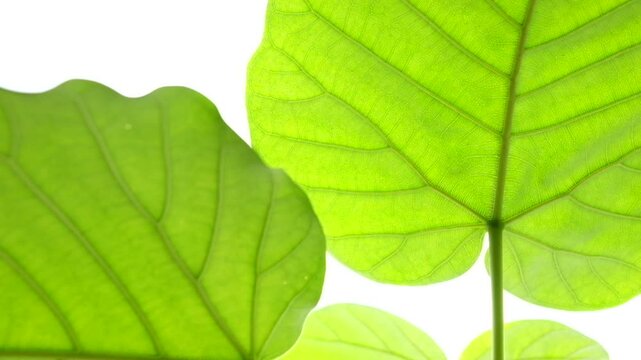 明るい自然光を受けて葉脈がきれいに透けて見えるウンベラータの若い葉_30p_hs
