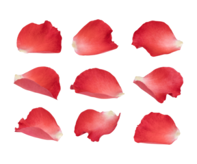 Fresh red rose petals isolated on transparent background (.PNG)