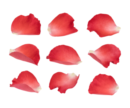 Fresh red rose petals isolated on transparent background (.PNG)