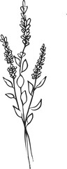 Floral botanical feminine wild flower summer line sketch drawing. Trendy minimal element wedding herb, minimalistic flower with elegant leaves