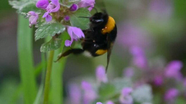 Macro shot of a bumblebee collecting nectar from vibrant purple wildflowers in a garden, highlighting pollination and nature.
