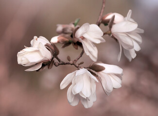 Kwitnące Magnolie. Wiosna 2025 © mycatherina