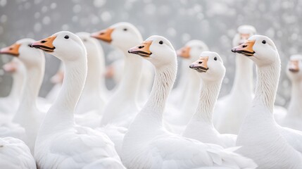 Fototapeta premium White geese standing together in winter, creating a sense of community and resilience