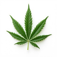 Close up marijuana leaf on white background. Graphic design element suitable for web prints, t-shirts. Natural green leaf with intricate details.