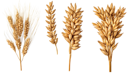 close up barley Malt for making beer, four different perspectives isolated on transparent background