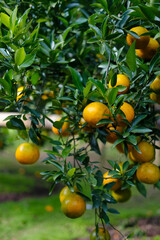 Orange garden in sunlight t of northern Thailand, Asia