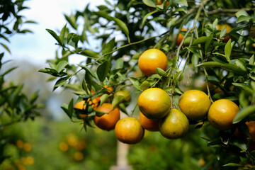 Orange garden in sunlight with ripe orange fruits on the sunny trees and fresh green leaves. north thailand natural agricultural background