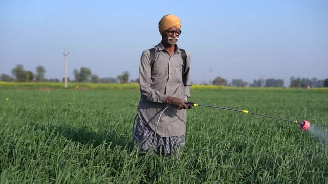 Rural indian farmer spraying pesticides or fertilizer on crop in wheat field, Elderly agriculture farm worker working at farmland in summer.