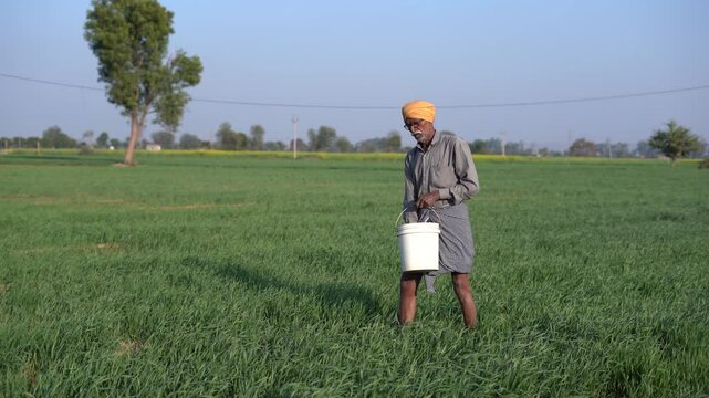 Rural Indian farmer spreading fertilizer in wheat agriculture field. Elderly man labor working at farmland. Countryside or village of india