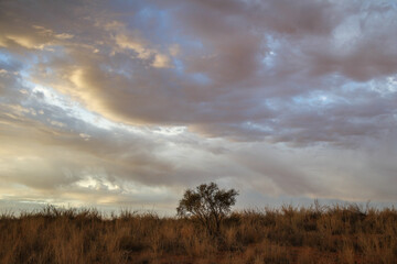Tree standing alone on arid dune in the Kalahari Desert