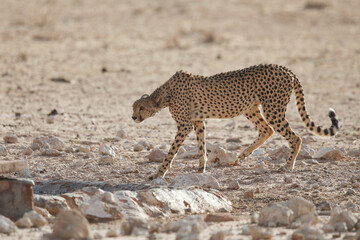 Cheetah walking along a dry Kalahari riverbed looking for some water to drink