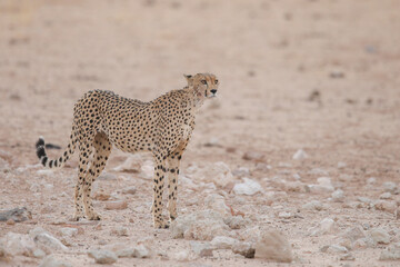 Cheetah walking along a dry Kalahari riverbed looking for some water to drink