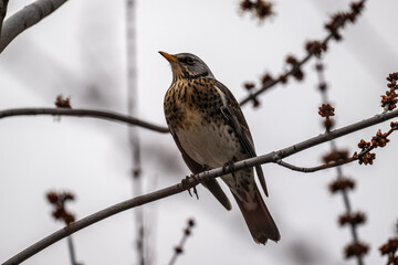 Fieldfare in the wild looking for food on a spring day