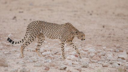 Cheetah walking along a dry Kalahari riverbed looking for some water to drink