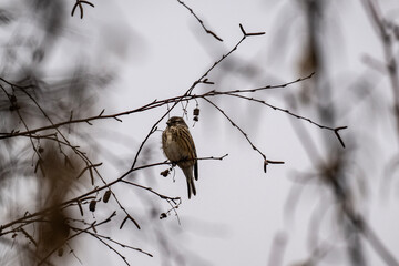 Fieldfare in the wild looking for food on a spring day