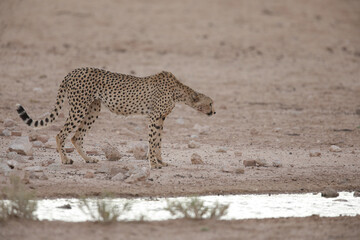 Cheetah looking to have a drink of water while in the arid Kalahari Desert