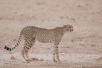 Cheetah walking along a dry Kalahari riverbed looking for some water to drink