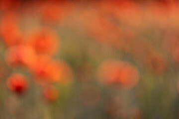 Texture, background with blurred poppy flowers