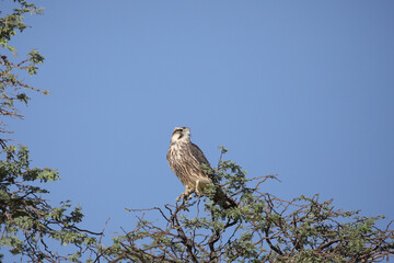  Lanner falcon raptor on the hunt for small birds in the Kalahari Desert