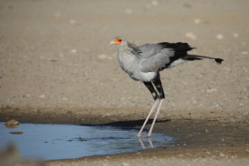 Secretary bird looking for water to drink in the Kalahari Desert