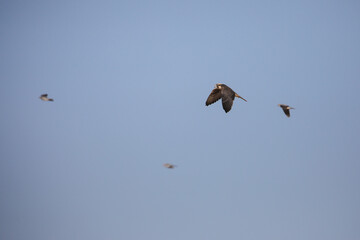  Lanner falcon raptor on the hunt for small birds in the Kalahari Desert