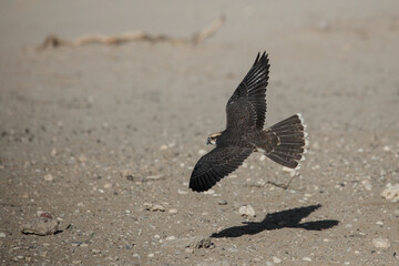  Lanner falcon raptor on the hunt for small birds in the Kalahari Desert
