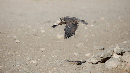  Lanner falcon raptor on the hunt for small birds in the Kalahari Desert