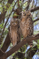  Spotted eagle owl fledgling perched in tree with adult, Nossob Camp of the Kalahari Desert