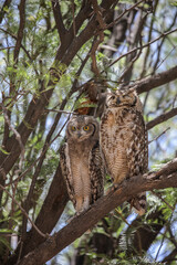  Spotted eagle owl fledgling perched in tree with adult, Nossob Camp of the Kalahari Desert