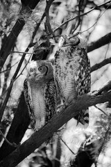  Spotted eagle owl fledgling perched in tree with adult, Nossob Camp of the Kalahari Desert