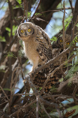  Spotted eagle owl fledgling perched in tree with adult, Nossob Camp of the Kalahari Desert