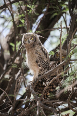  Spotted eagle owl fledgling perched in tree with adult, Nossob Camp of the Kalahari Desert
