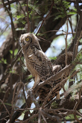 Spotted eagle owl fledgling perched in tree with adult, Nossob Camp of the Kalahari Desert