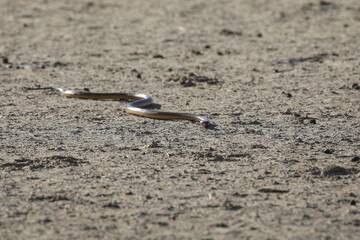 Cape cobra snake moving over arid Kalahari Desert in search of food