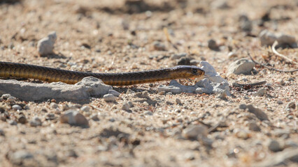 Cape cobra snake moving over arid Kalahari Desert in search of food