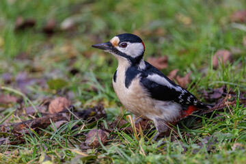Buntspecht (Dendrocopos major) Männchen