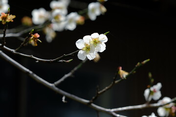 梅の花