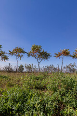 a row of sumac trees to fence the field and divide it into sections