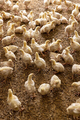 small chickens in down and feathers during cultivation at a poultry farm