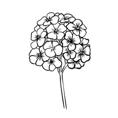 Phlox Flower with leaves. Isolated vector botanical illustration: retro, vintage, hand drawn, black and white, outline. For wedding invitation, card, print, tattoo. Beautiful vector illustration