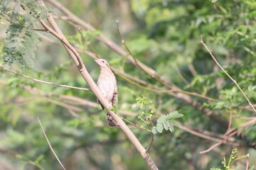 Euresian Wryneck