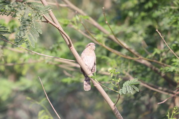 Euresian Wryneck