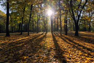 sunny day in the park during the autumn leaf fall