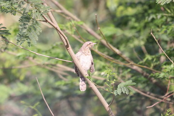 Euresian Wryneck