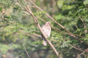 Euresian Wryneck