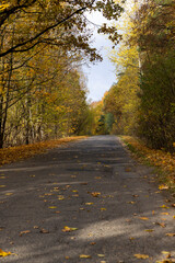 an asphalt road on the side of which a large number of maple trees grow in the autumn season